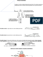 Posição anatômica e partes do corpo humano