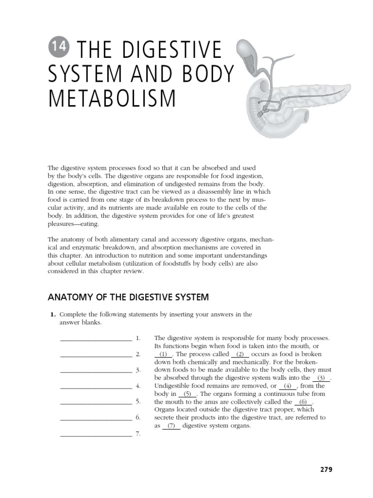 The Digestive System and Body Metabolism | PDF | Human Digestive System ...