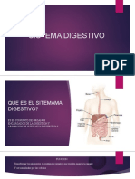 Sistema digestivo: órganos y funciones