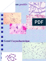 Corynebaterium-Listeria-Bacillus