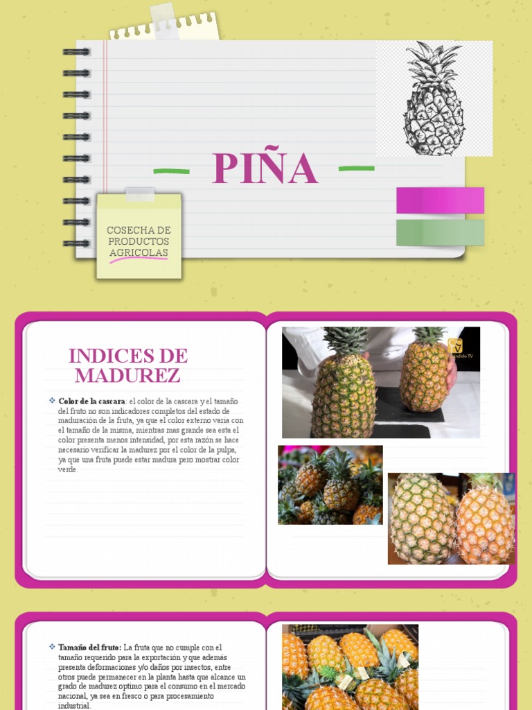 Piña | PDF | Piña | Fruta