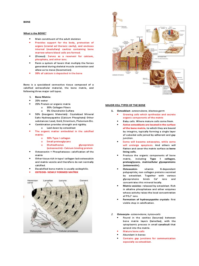 Bone Reviewer | PDF | Bone | Osteoblast