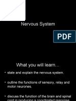 Chapter 13 Nervous System in Mammals I