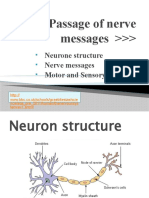Passage of Nerve Messages : Neurone Structure Nerve Messages Motor and Sensory Nerves