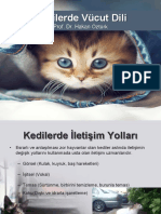 Kedilerin Vücut Dili