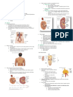 10 Urinary System