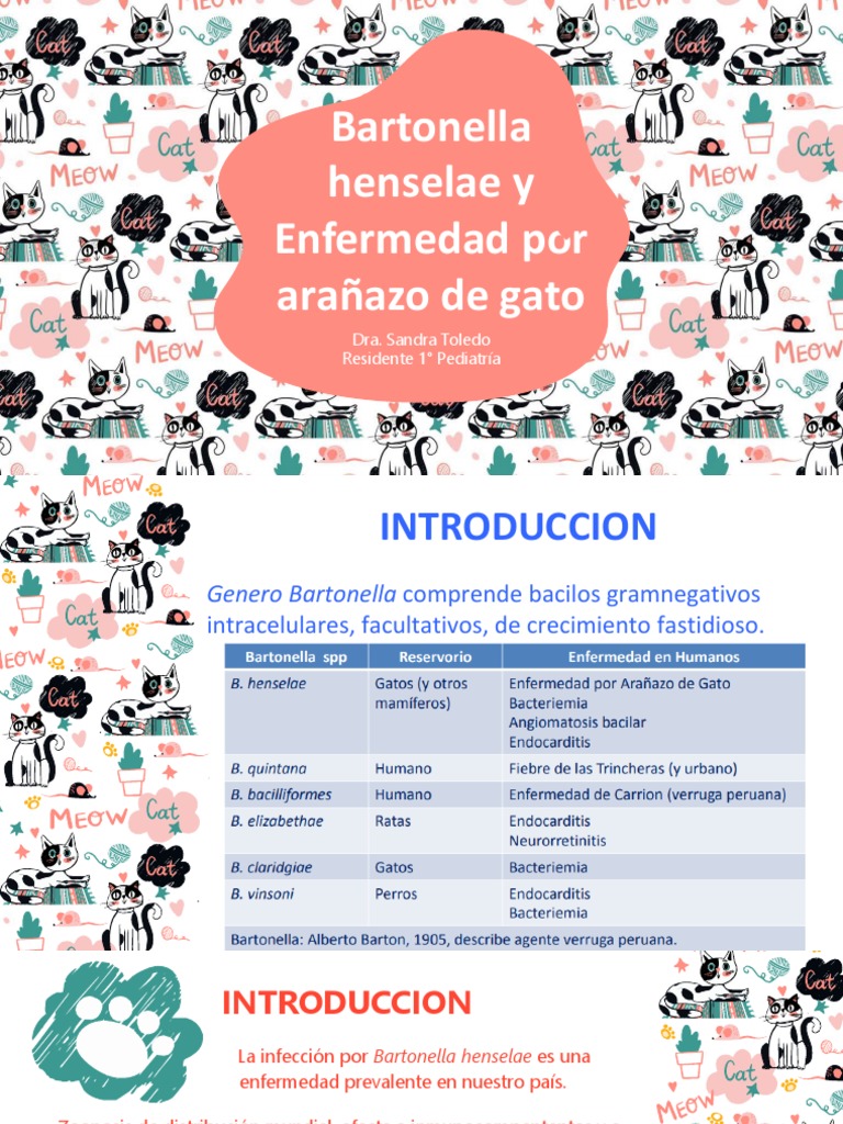 Bartonella Henselae PDF Gatos Medicina