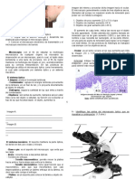 Morfología Microscópica