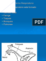 anatomia 1° año unidad 3 respiratorio