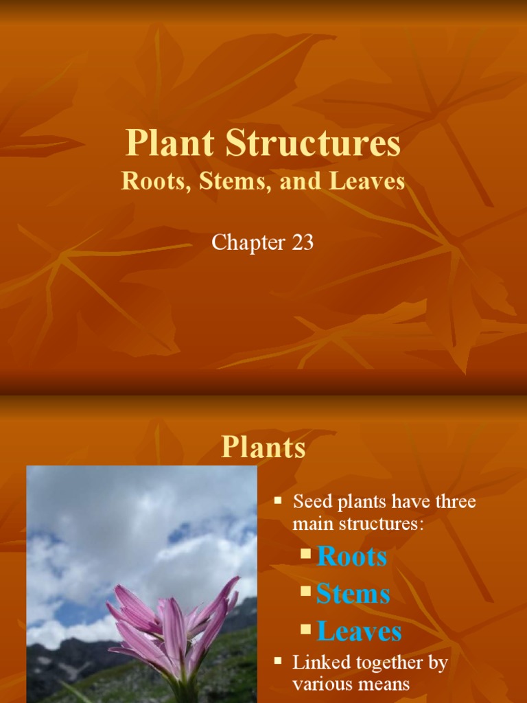 Plant Structure and Function PDF Leaf Plant Stem