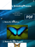 Butterfly Breed-WPS Office