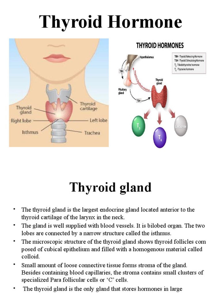 Thyroid Hormone Pdf Thyroid Thyroid Stimulating Hormone