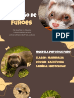 Nutrição de furões