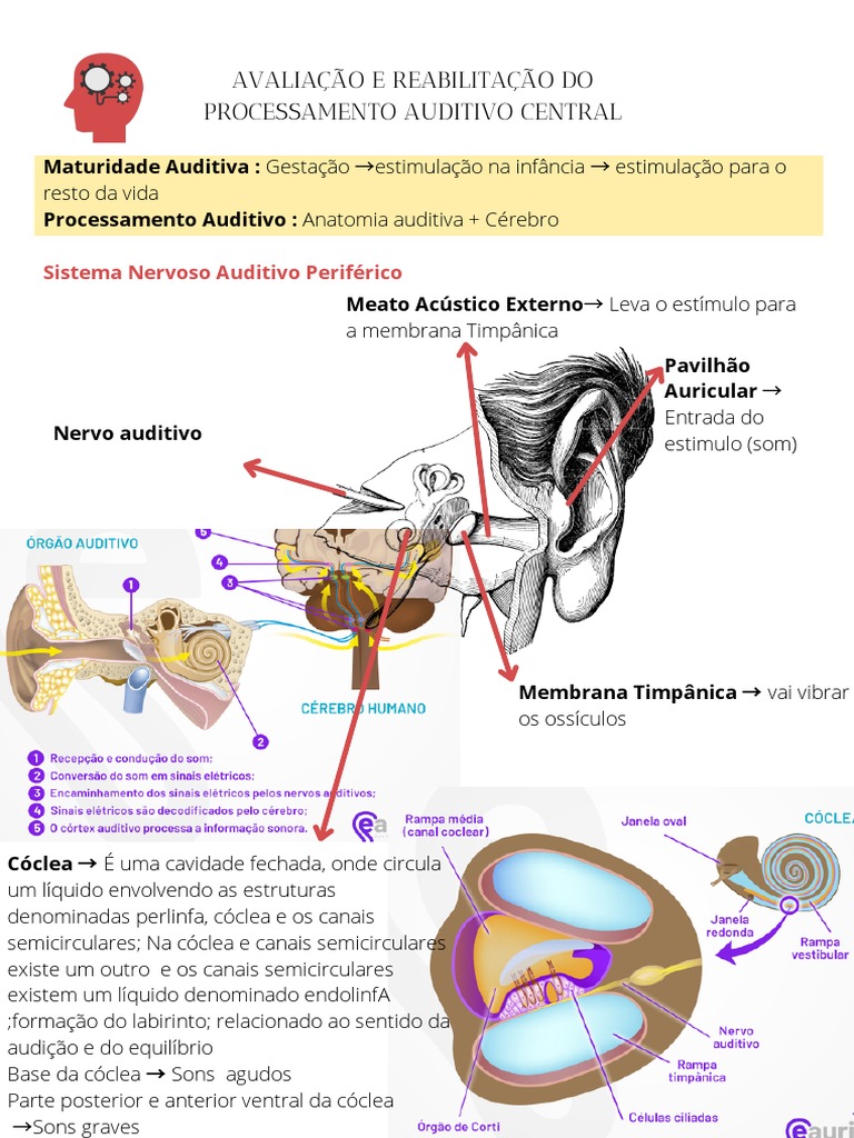 avalia-o-e-reabilita-o-do-processamento-auditivo-central-pdf