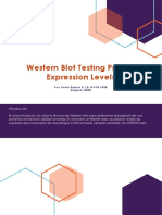 Western Blot Testing Protein Expression Levels Kevin DuBOIS