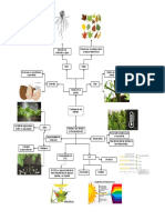 Mapa Mental Fisiología de Plantas