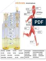 (Miércoles 6) Bones and Muscles Worksheet