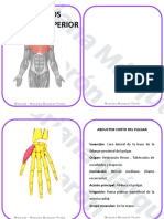 Copia de FLASHCARDS MUSCULO MIEMBRO SUPERIOR