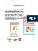 La Reproducción Humana