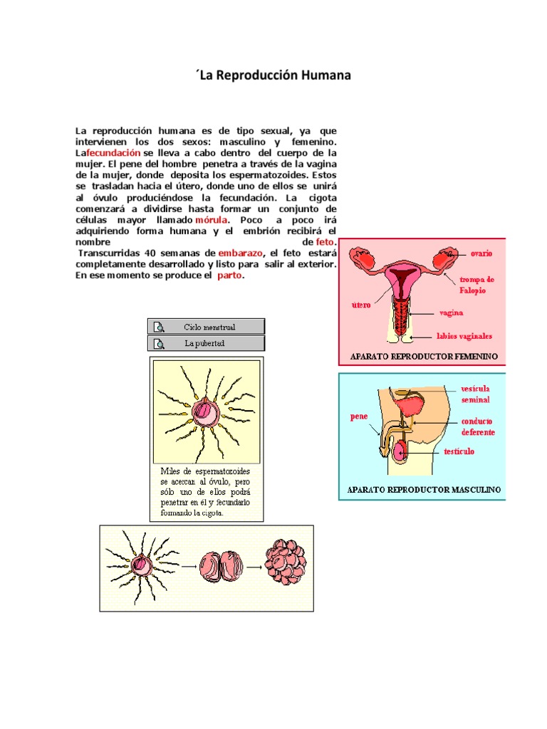 La Reproducción Humana | PDF | Sistema reproductivo | Parto, image size:768x1024