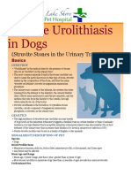 Struvite Stones in The Urinary Tract of Dogs