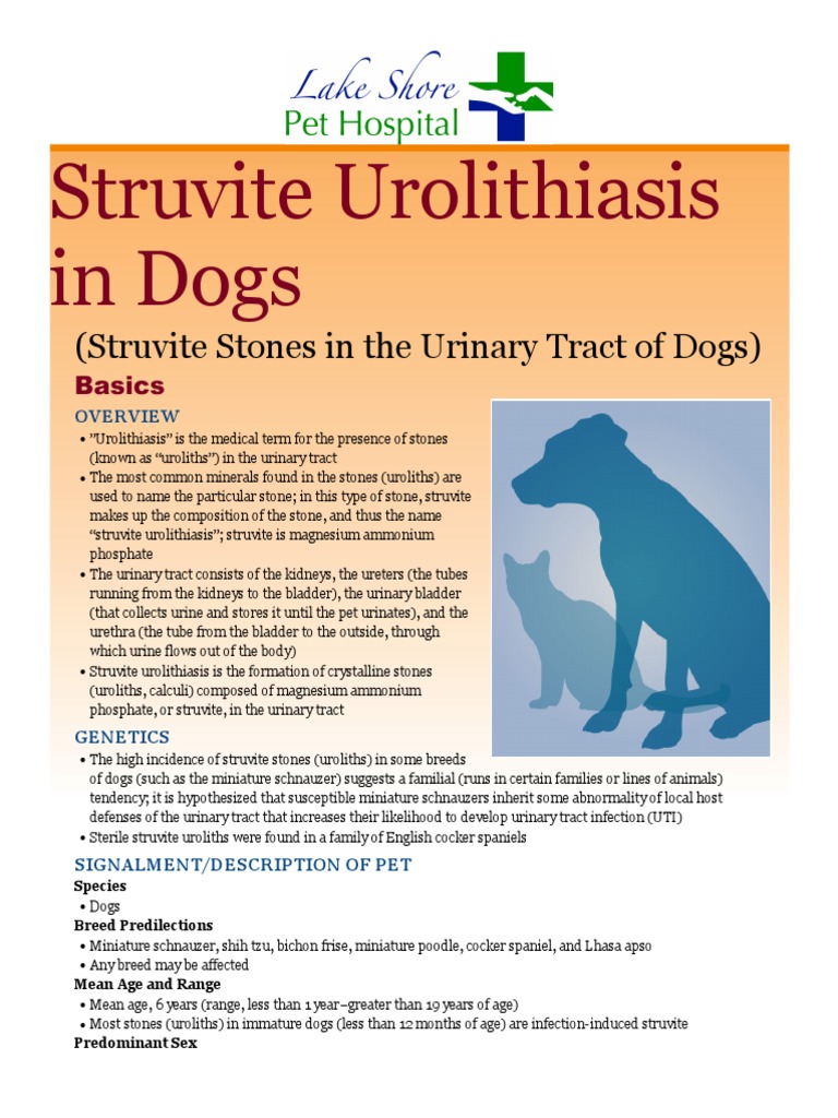 Feline Struvite Urolithiasis Homeopathic Treatment
