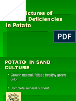Color Pictures of Mineral Deficiencies in Potato