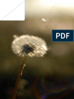 dandelion-flower-wide-1080x1920