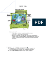 Plant Cell