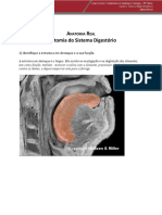 Anatomia Do Sistema Digestório