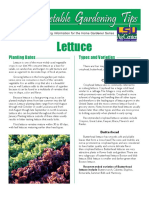 Lettuce: Planting Dates Types and Varieties