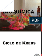 Clase 10 Ciclo de Krebs