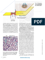 GENESER Histologia 4a Ed 4