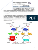 Formación dNTPs