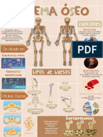 Infografia Sistema Oseo