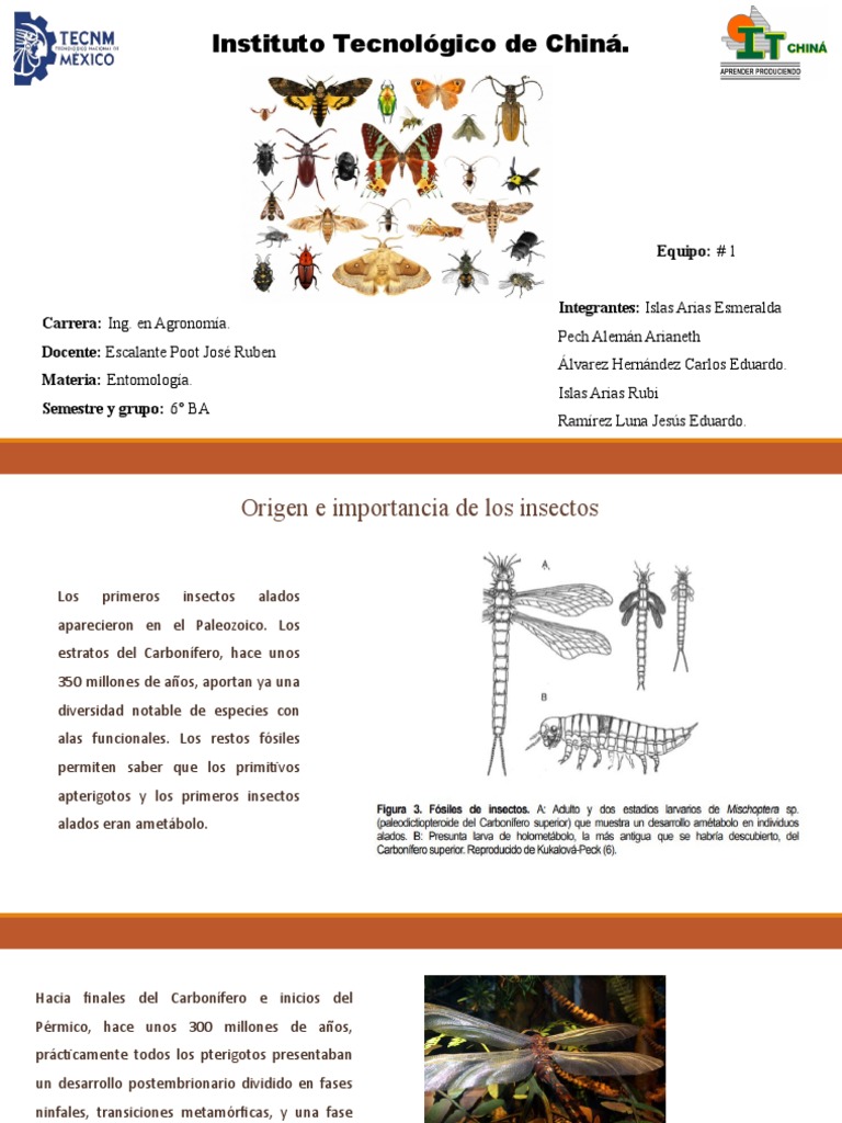 Origen, Distribución y Grupos Taxonómicos de Insectos de Importancia