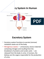 Excretory System in Human Lec