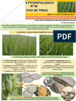 Inta Boletin Fitopatologico N 38 Trigo 0-1