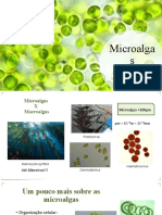 Microalgas - PIBIC EM