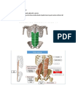 Musculo Recto y Transverso Del Abdomen