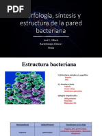 Morfología - Síntesis - Estructura de La Pared