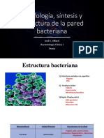 Morfología - Síntesis - Estructura de La Pared