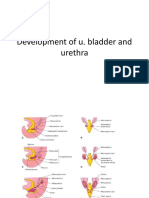 Deve - of Urinary Bladder and Urethra