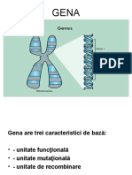 3 gena