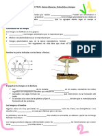 Tema 10 Hongos Resumen para Rellenar