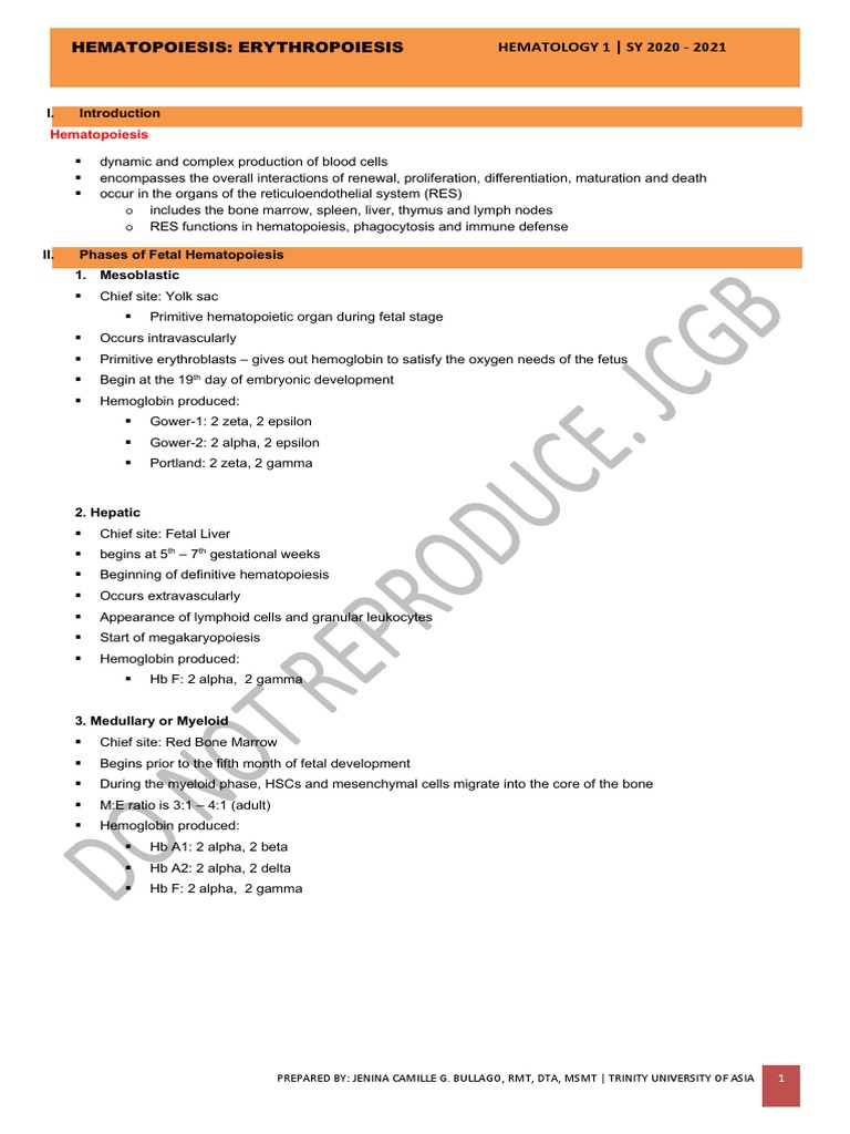 Hematopoiesis and Erythropoiesis Overview | PDF | Bone Marrow ...