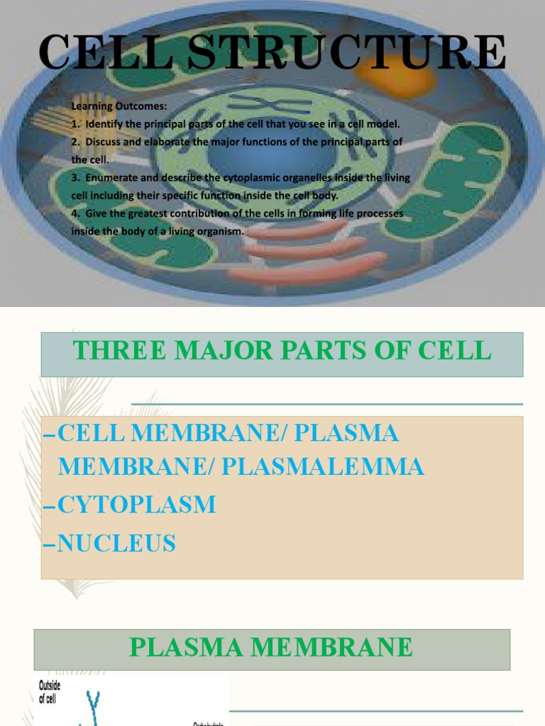 Cell Structure | Download Free PDF | Cell (Biology) | Cell Membrane
