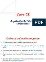 Cours - 03 - Les Chromosomes