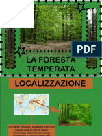 la-foresta-temperata