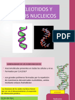 NUCLEOTIDOS y Acidos Nucleicos